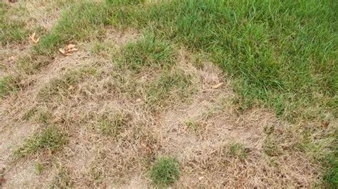 – Now is the time to plan your no-till garden for next year. . Planting grass after forestry mulching